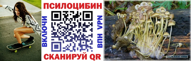 Псилоцибиновые грибы Psilocybe Ижевск